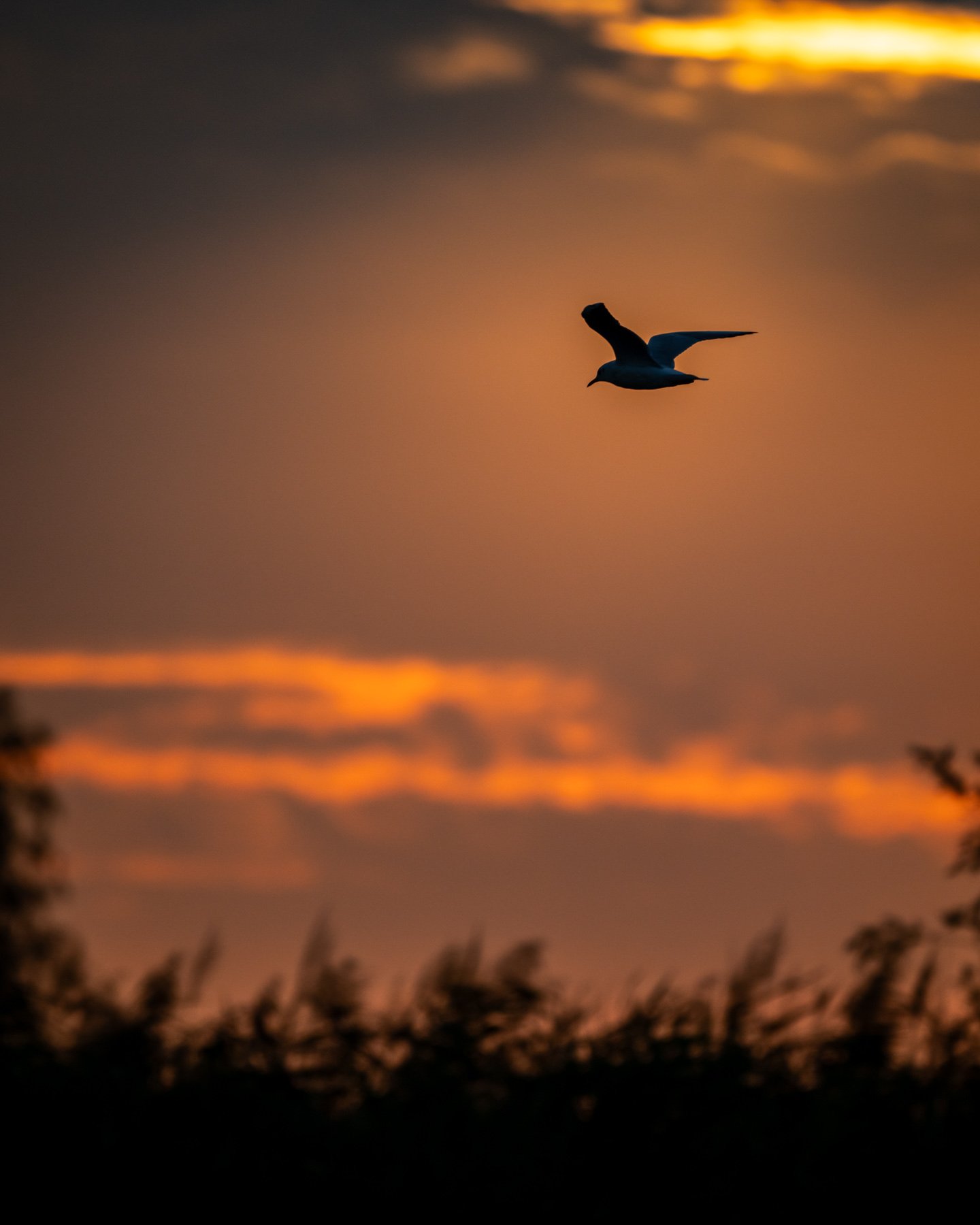 Pasăre zburând la apus vibrant.