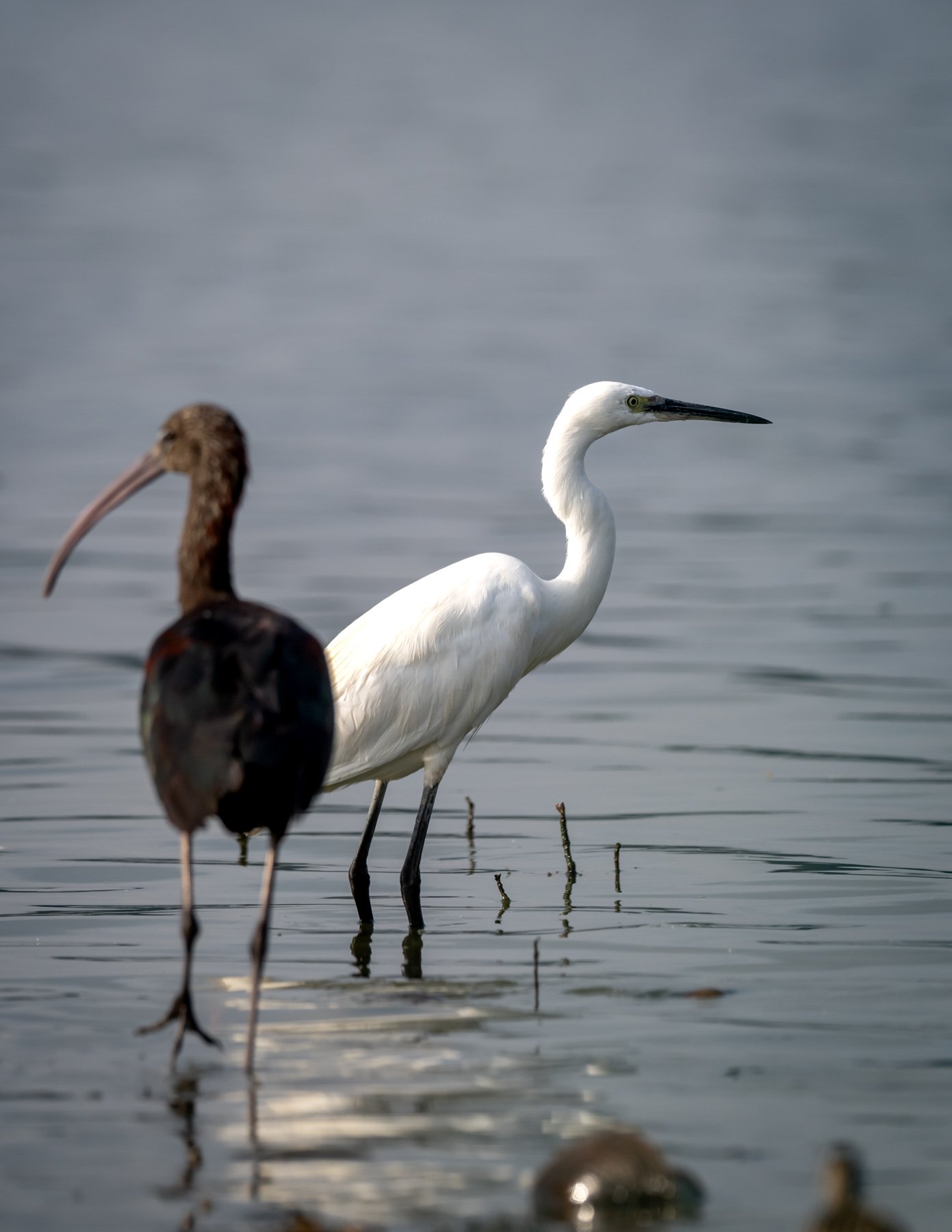 Pasăre zburând la apus vibrant.