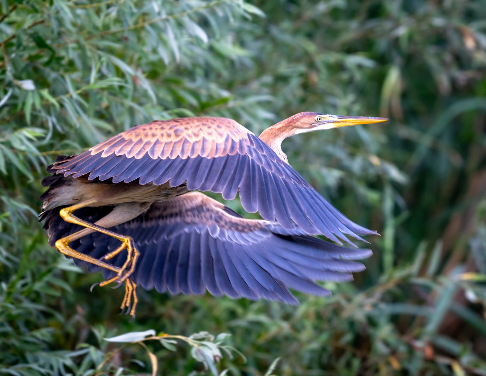 la pescuit in delta dunarii