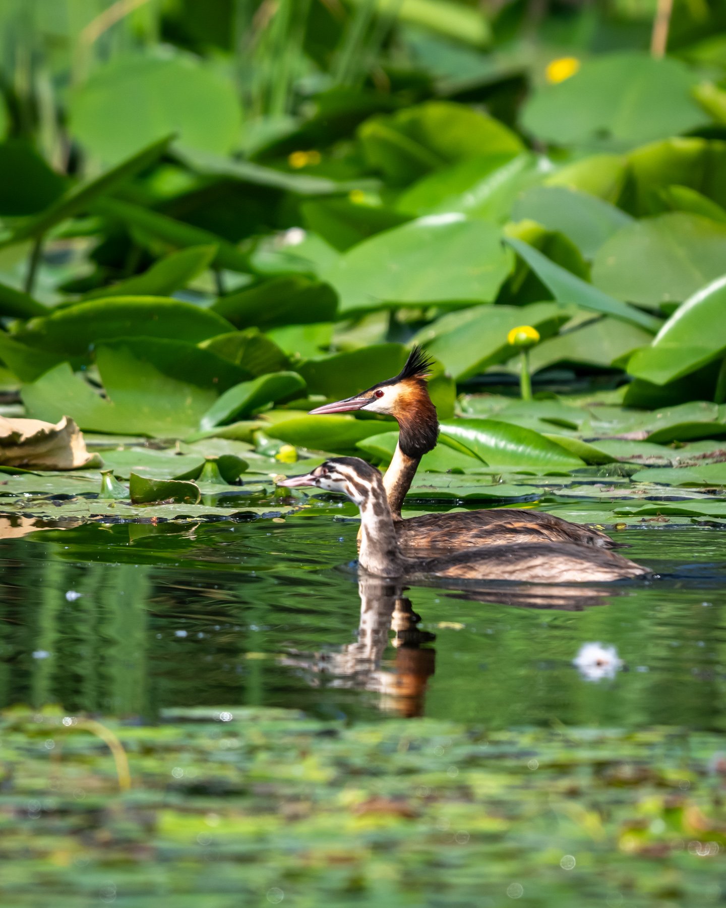 la pescuit in delta dunarii