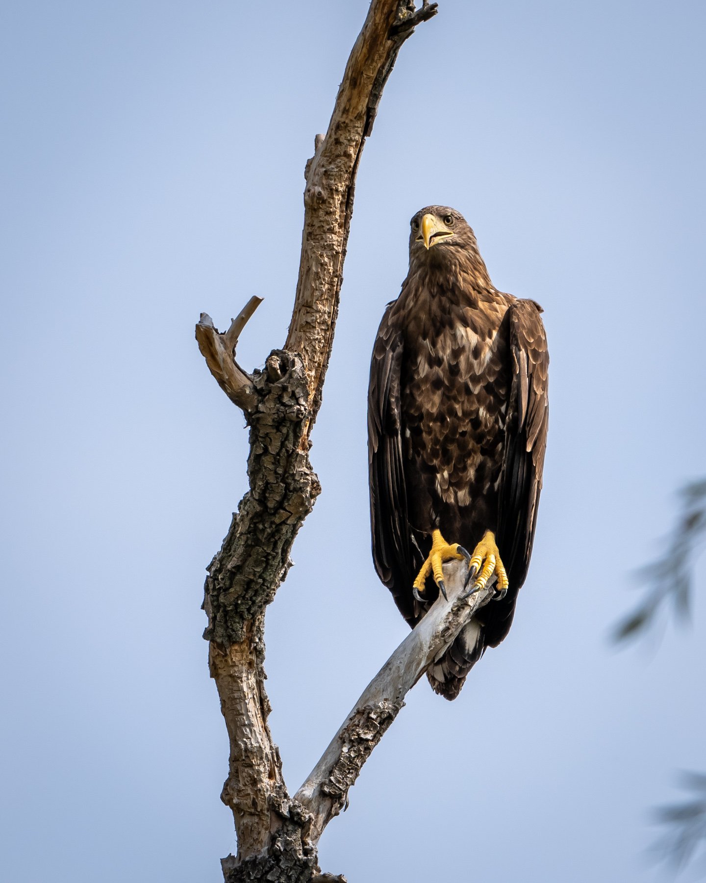 Pasăre zburând la apus vibrant.