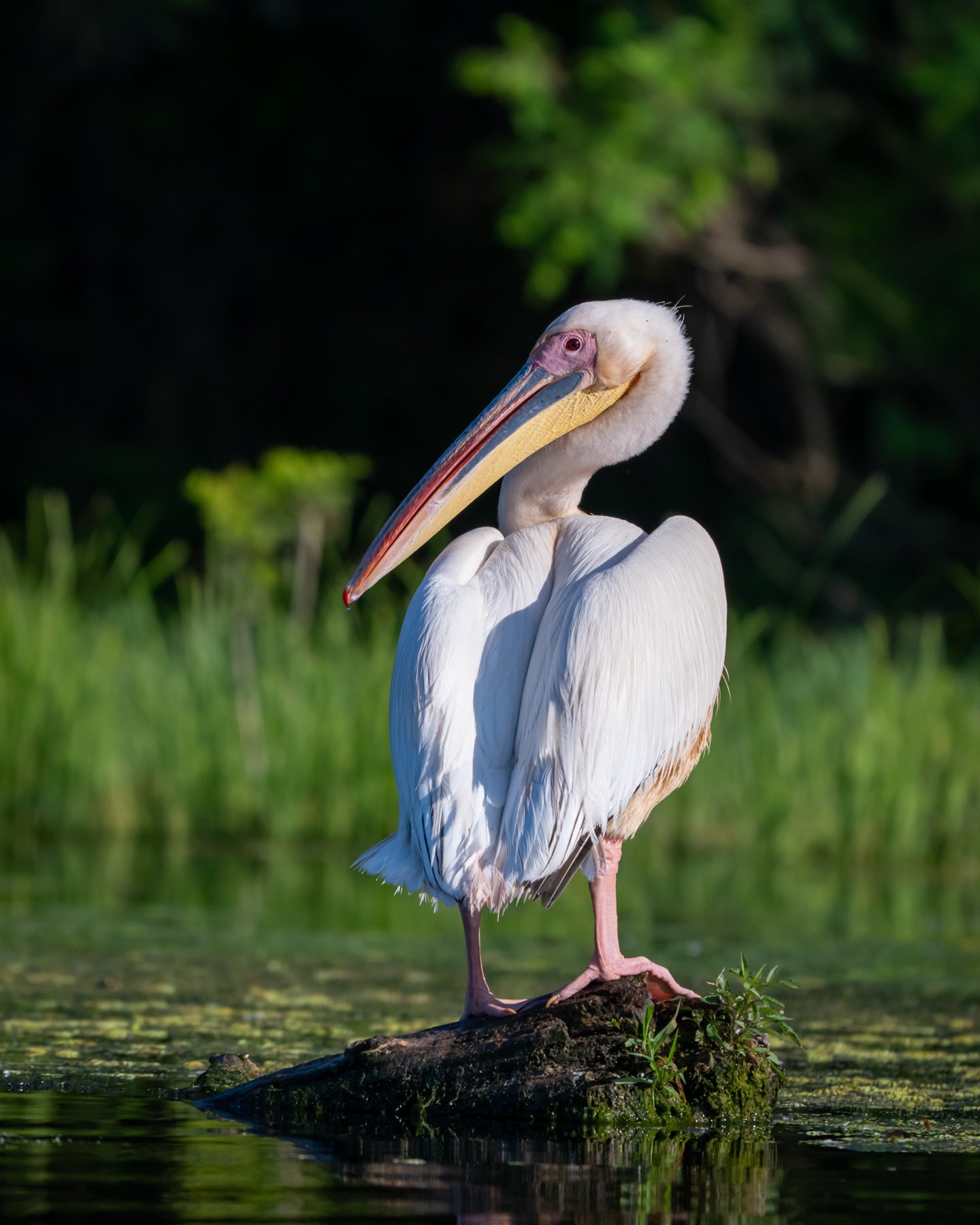 la pescuit in delta dunarii