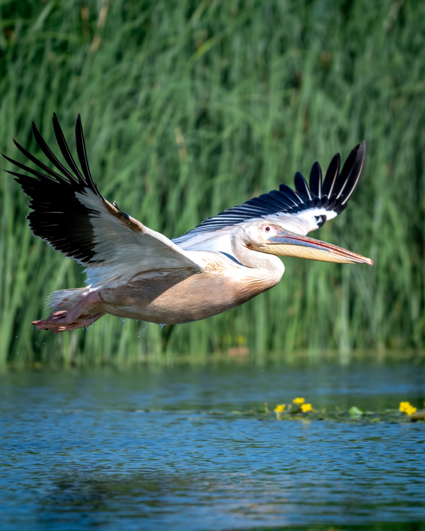 pe canale in delta dunarii