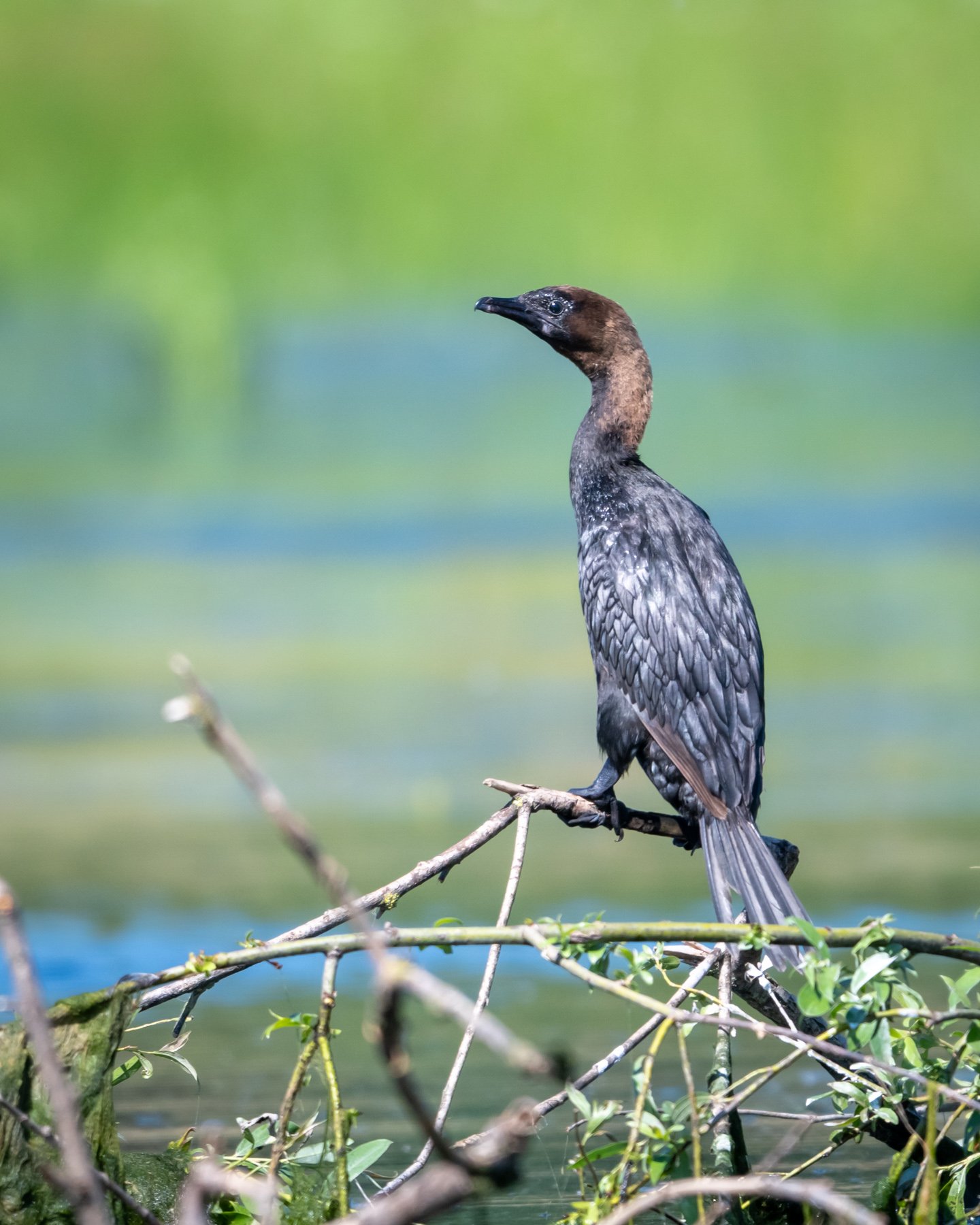 pe canale in delta dunarii